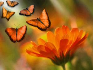 10577189_644723162301188_7580091948387919299_n